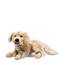 Andor golden retriever light brown tipped, 45 cm