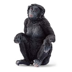 Bonobo (dvärgschimpans), hona