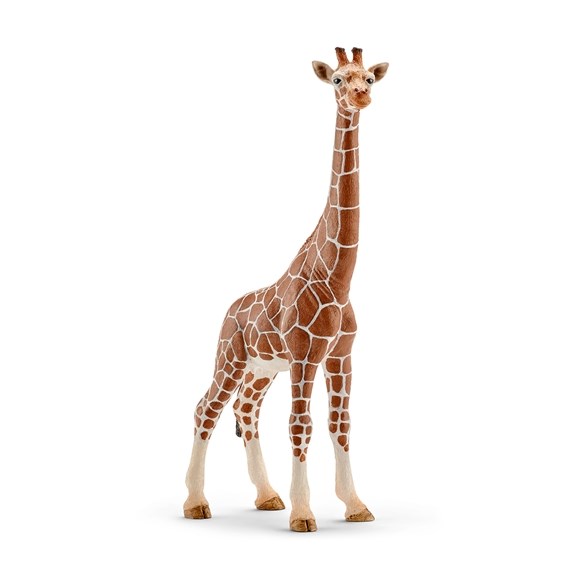 Giraff, hona