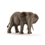 Afrikansk Elefant, Hona