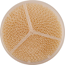 Airtrim Ekstra Filter Sport
