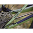 Superior Full suspension MTB XF 6.2 DC Gloss Olive